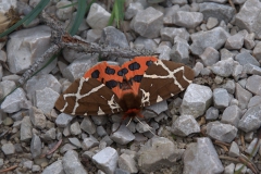 Brauner Bär (Arctia caja)