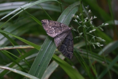 Brauner Nadelwald-Spanner (Pungeleria capreolaria)