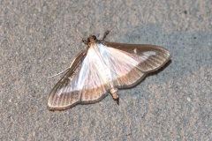 Buchsbaum-Zünsler (Cydalima perspectalis)
