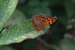 C-Falter (Polygonia c-album)