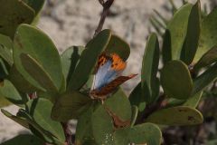 Common Opal Butterfly (Chrysoritis thysbe)