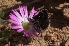Namaqua Sandman (Alenia namaqua)