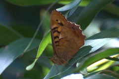 Madeira-Waldbrettspiel (Pararge xiphia)