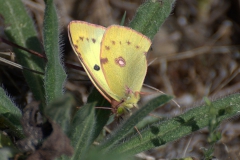 Gelbling (unbestimmt) (Colias indet.)