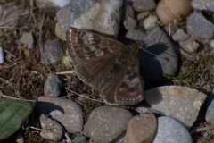 Kronwicken-Dickkopffalter (Erynnis tages)