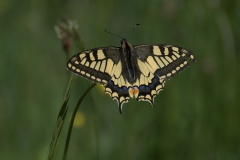 Schwalbenschwanz (Papilio machaon)