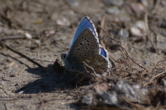 Himmelblauer Bläuling (Lysandra bellargus)
