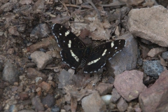 Landkärtchen (Araschnia levana)