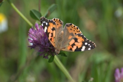 Distelfalter (Vanessa cardui)