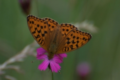Feuriger Perlmutterfalter (Argynnis adippe)