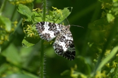 Fleckleib-Labkrautspanner (Epirrhoe tristata)