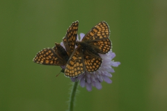 Flockenblumen-Scheckenfalter (Melitaea phoebe)