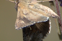 Gammaeule (Autographa gamma)