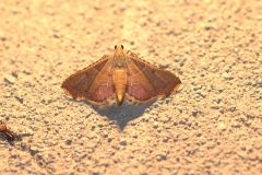 Geflammter Kleinzünsler (Endotricha flammealis)