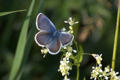Geißklee-Bläuling (Plebejus argus)