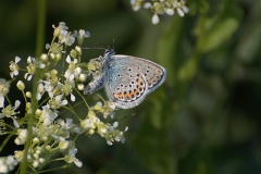 Geißklee-Bläuling (Plebejus argus)