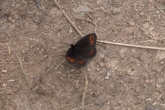 Gelbbindiger Mohrenfalter (Erebia meolans)