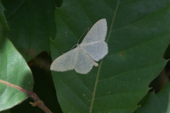 Gelblichweißer Kleinspanner (Scopula floslactata)