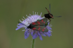 Gemeines Blutströpfchen (Zygaena filipendulae)