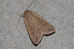 Gepunktete Wandereule (Mythimna unipuncta)