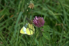 Goldene Acht (Colias hyale)