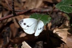 Grünader-Weißling (Pieris napi)