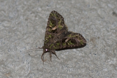 Grüne Meldeneule (Trachea atriplicis)