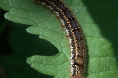 Grasglucke (Euthrix potatoria)