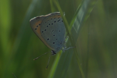 Großer Feuerfalter (Lycaena dispar)