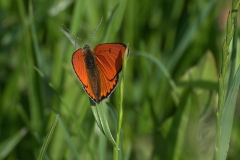 Großer Feuerfalter (Lycaena dispar)