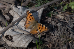 Großer Fuchs (Nymphalis polychloros)