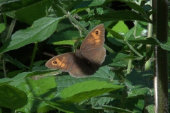 Großes Ochsenauge (Maniola jurtina)