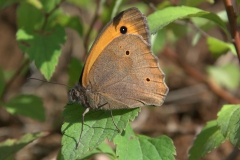 Großes Ochsenauge (Maniola jurtina)