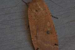 Hausmutter (Noctua pronuba)