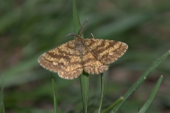 Heidespanner (Ematurga atomaria)