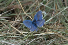 Himmelblauer Bläuling (Polyommatus bellargus)