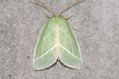 Jägerhütchen (Pseudoips prasinana)