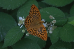 Kaisermantel M (Argynnis paphia)