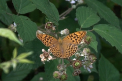 Kaisermantel W (Argynnis paphia)