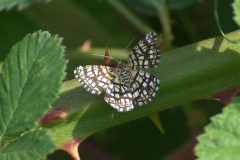 Klee-Gitterspanner (Chiasmia clathrata)