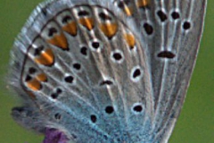 Kleiner Esparsetten-Bläuling (Polyommatus thersites)