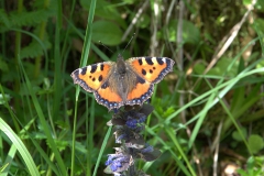 Kleiner Fuchs (Aglais urticae)