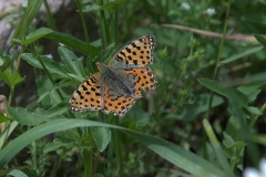 Kleiner Perlmutterfalter (Issoria lathonia)