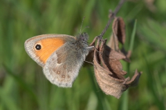 Kleines Wiesenvögelchen (Coenonympha pamphilus)