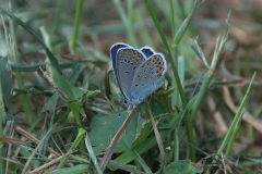 Kronwicken-Bläuling (Plebejus argyrognomon)