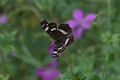 Landkärtchen (Araschnia levana)