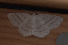 Linienspanner (Cabera pusaria)