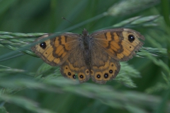 Mauerfuchs (Lasiommata megera)