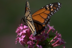Monarch (Danaus plexippus)