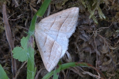 Moorwald-Adlerfarnspanner (Petrophora chlorosata)